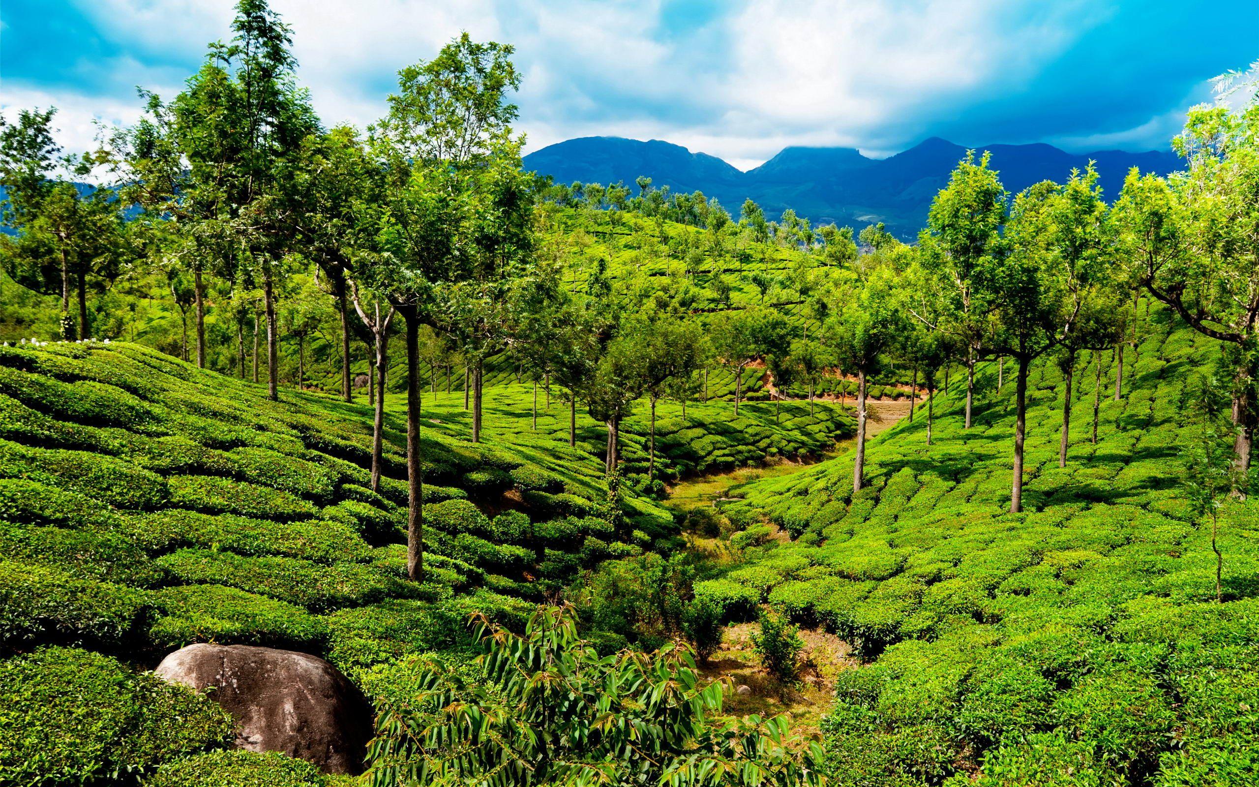 Kerala - God's Own Country